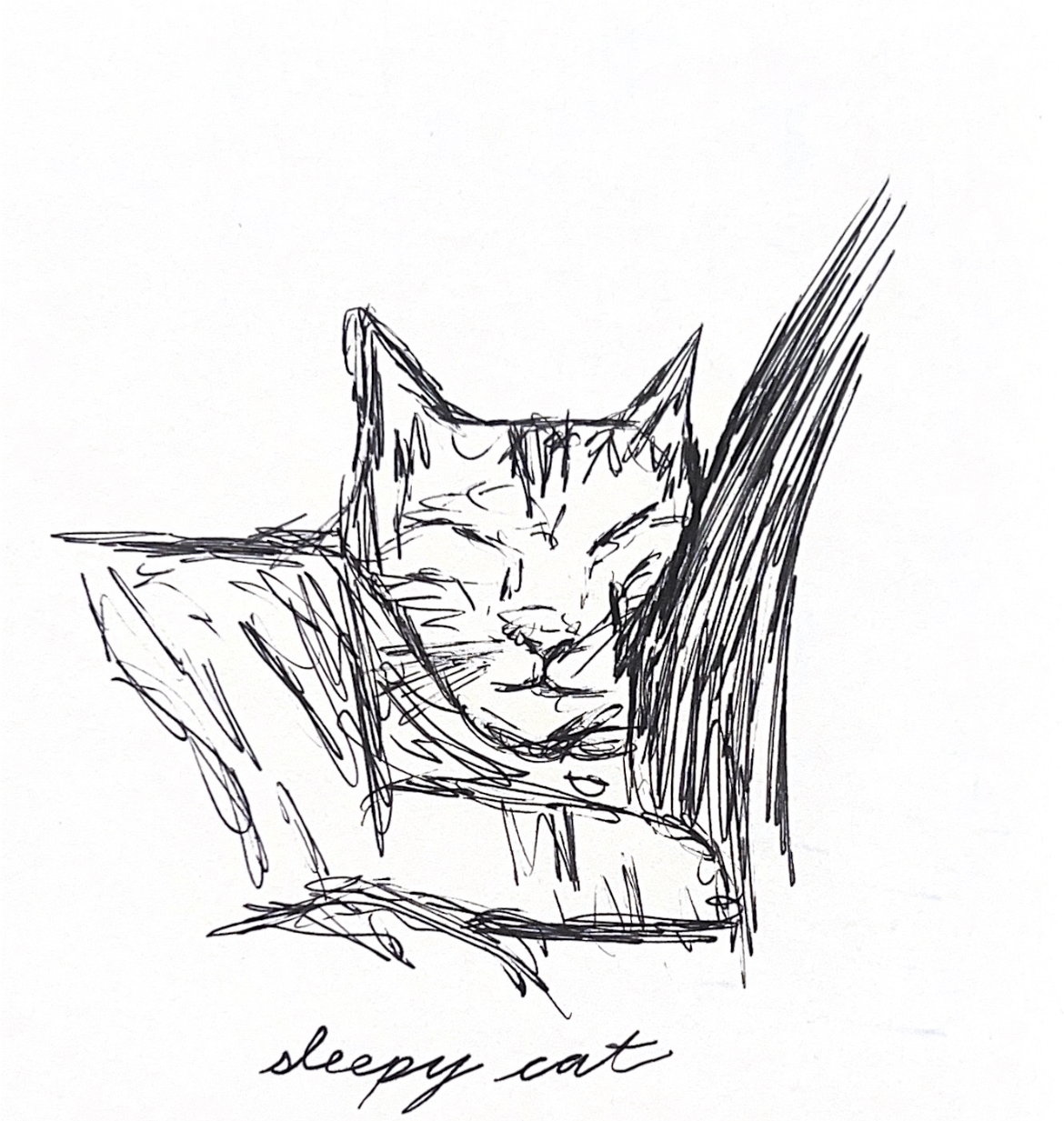 cat sketch